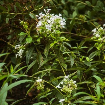 Delta Snow Garden Phlox